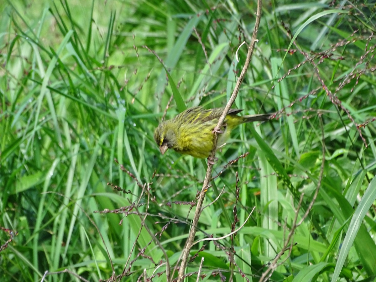 Forest Canary - ML640626591