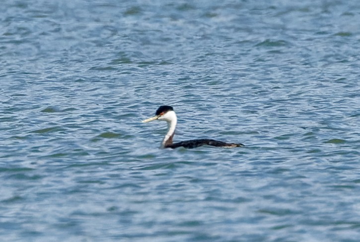 Western Grebe - ML640626695