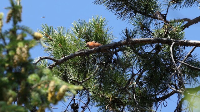 Red Crossbill (Ponderosa Pine or type 2) - ML640626754