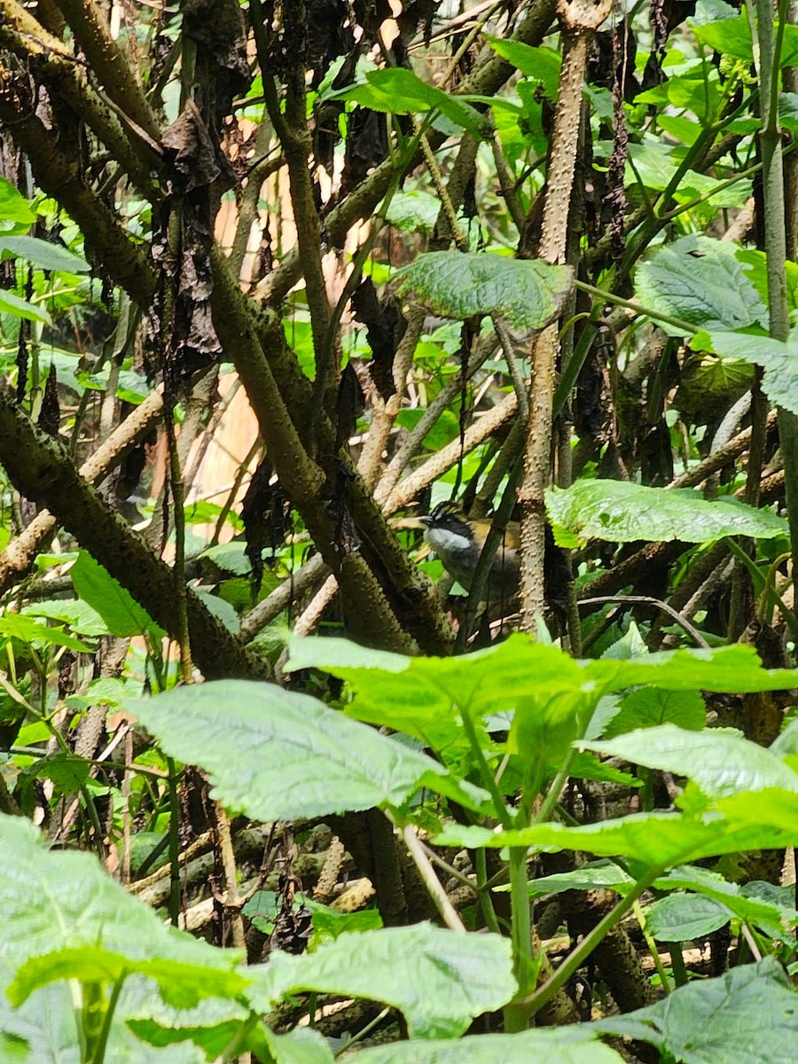 Green-striped Brushfinch - ML640626782