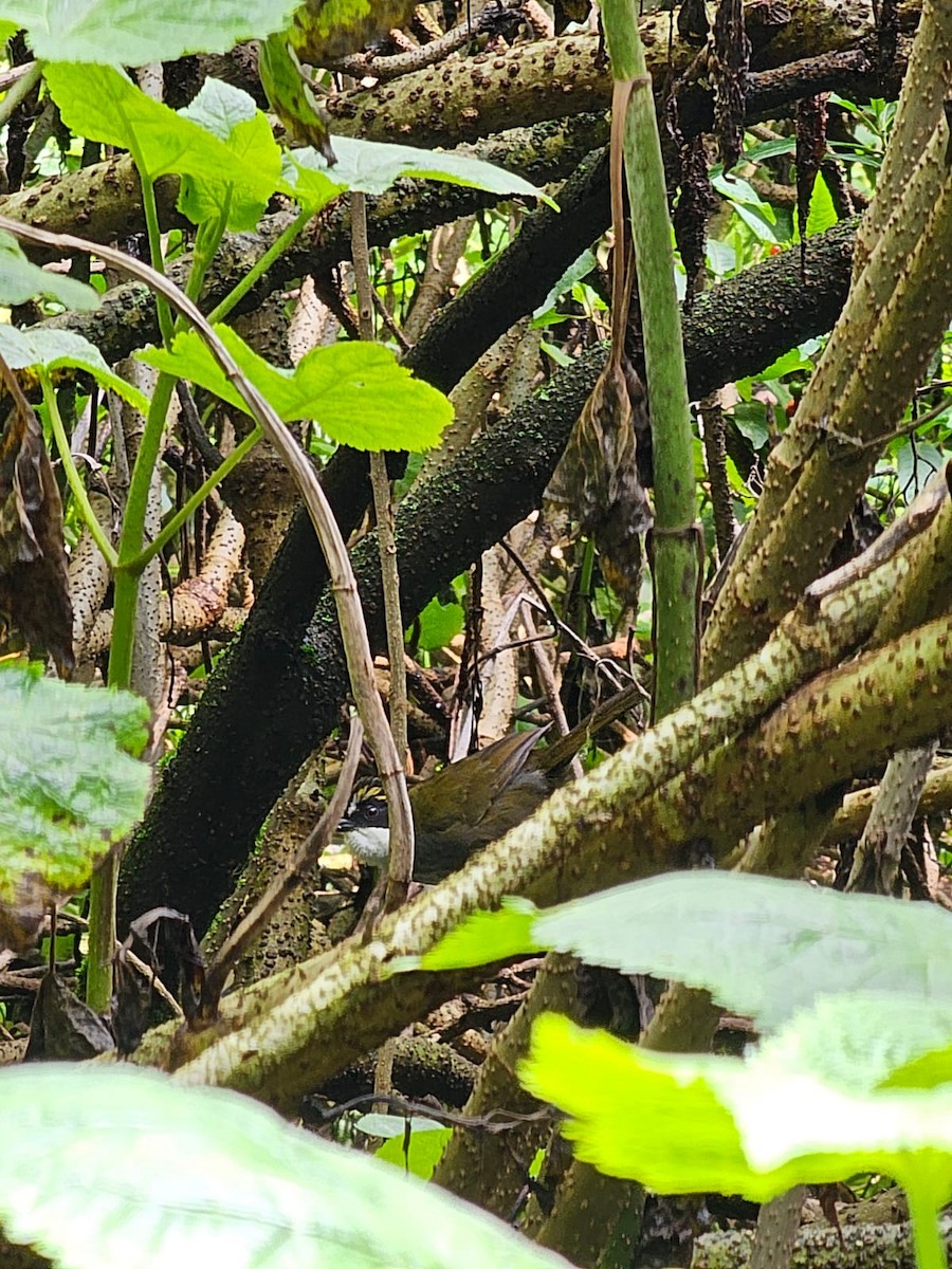 Green-striped Brushfinch - ML640626784