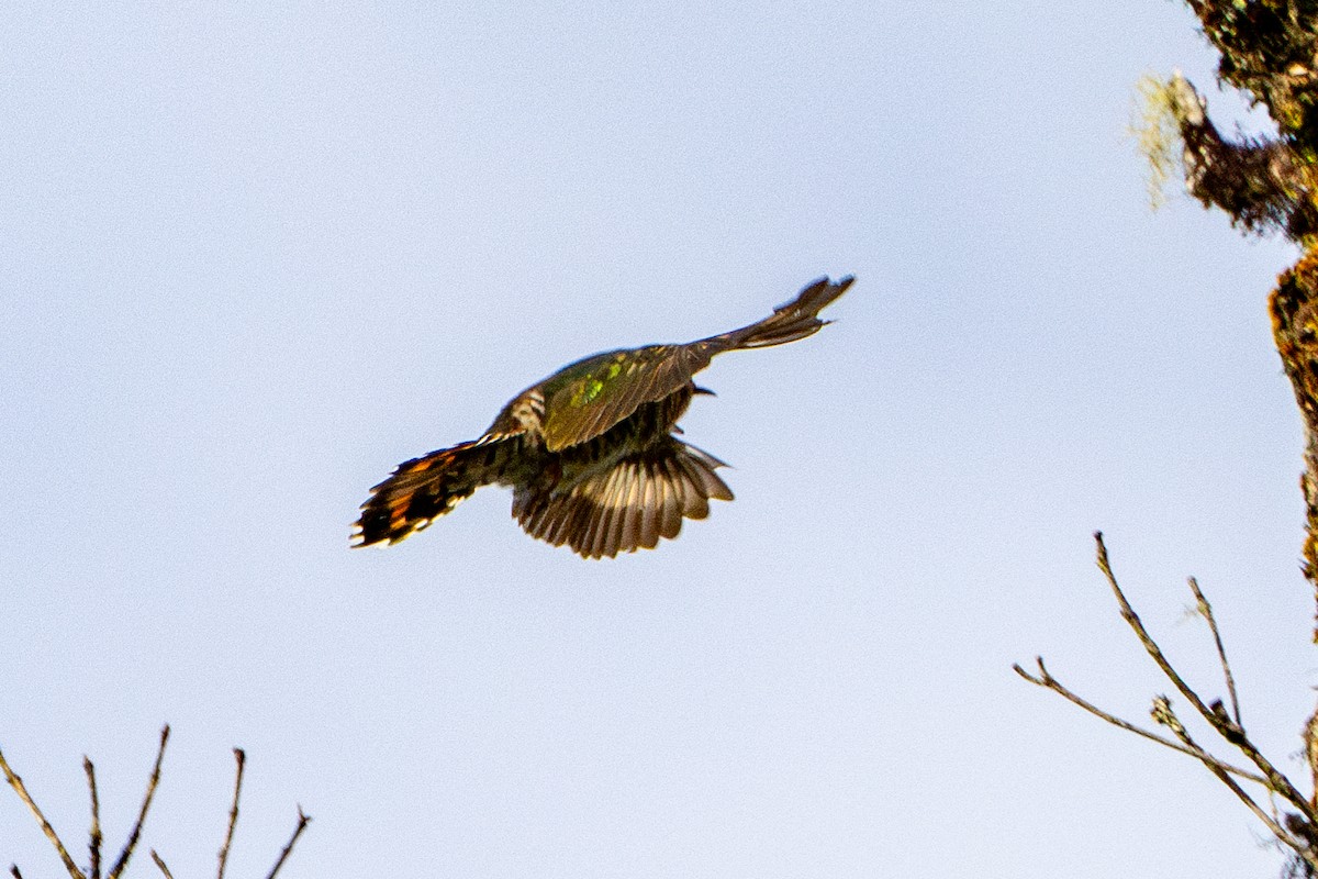 Rufous-throated Bronze-Cuckoo - ML640626788