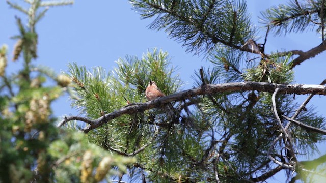 Red Crossbill (Ponderosa Pine or type 2) - ML640626805