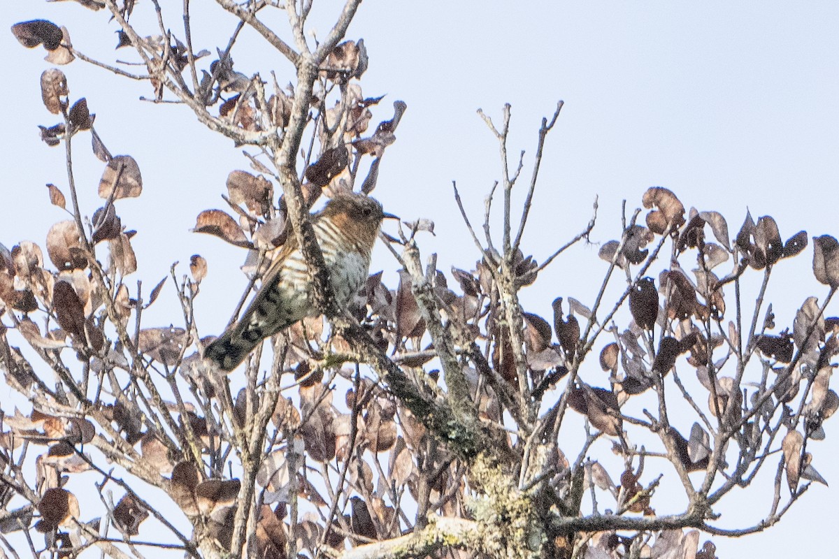 Rufous-throated Bronze-Cuckoo - ML640626849