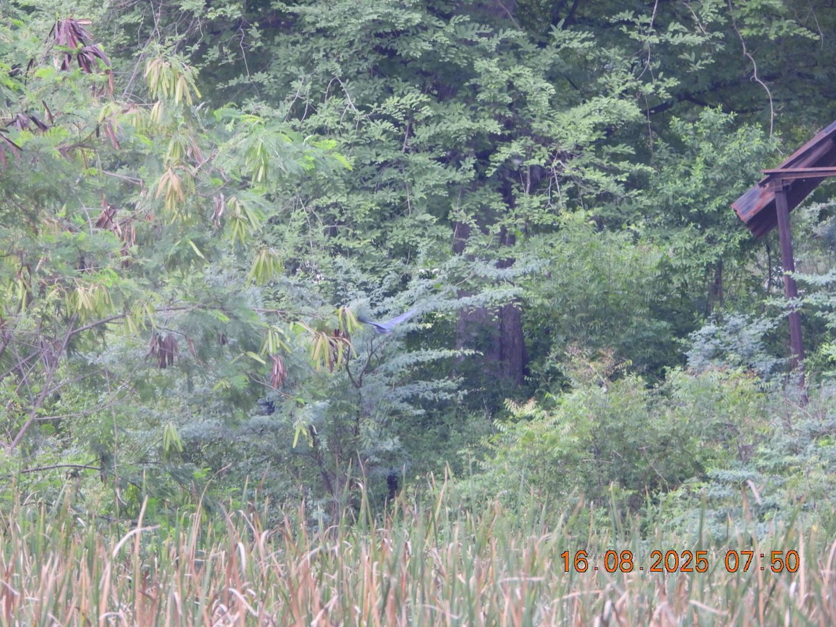 Black Bittern - ML640626923