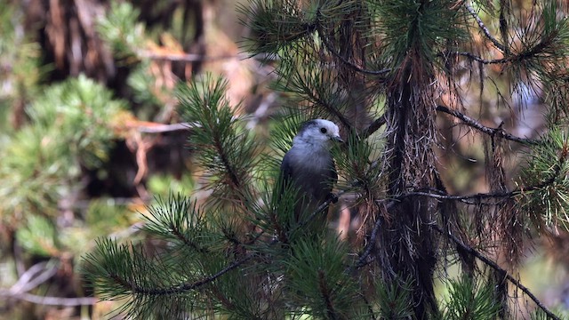 Canada Jay (Rocky Mts.) - ML640626931