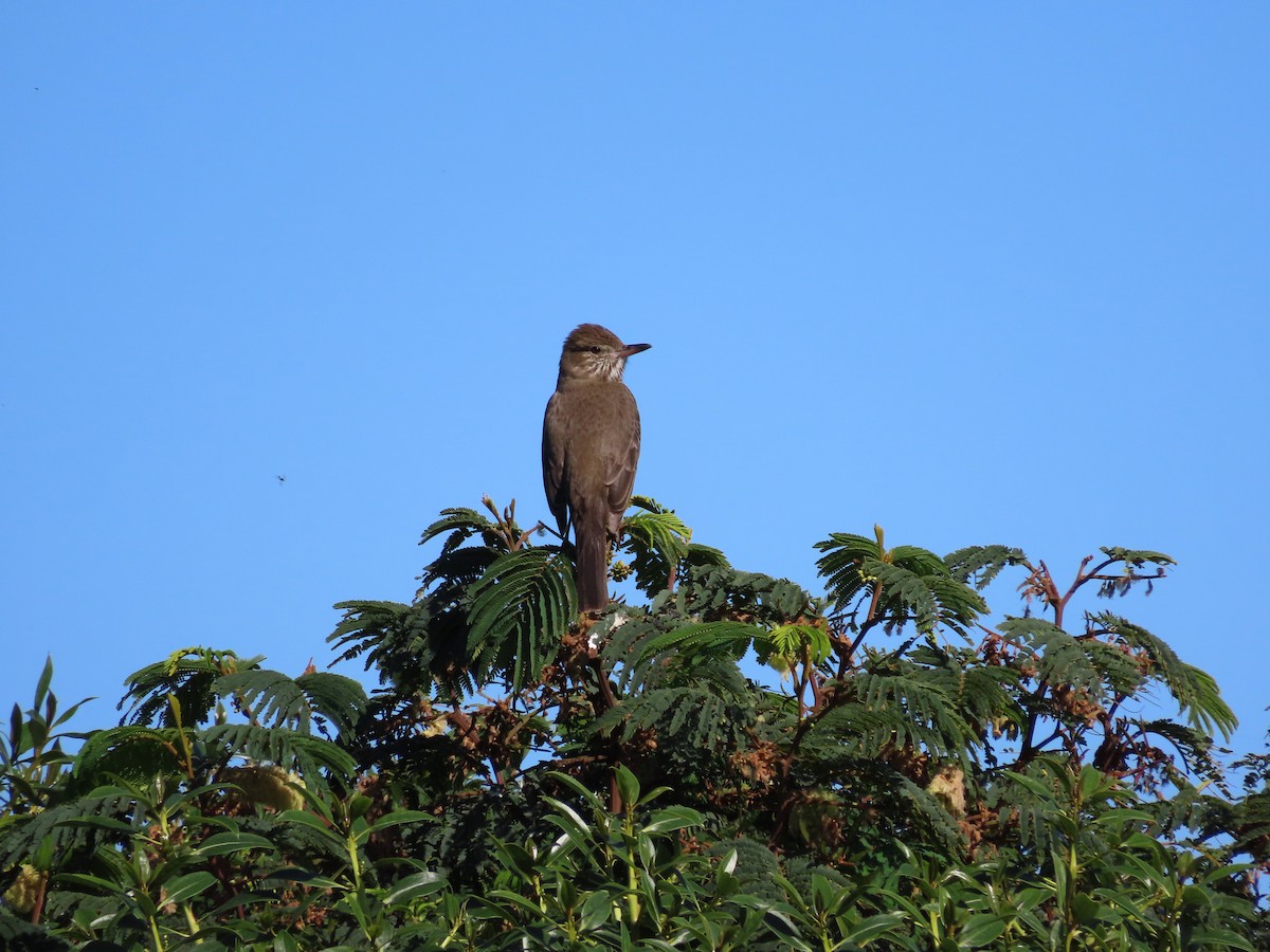 Great Shrike-Tyrant - ML640626982