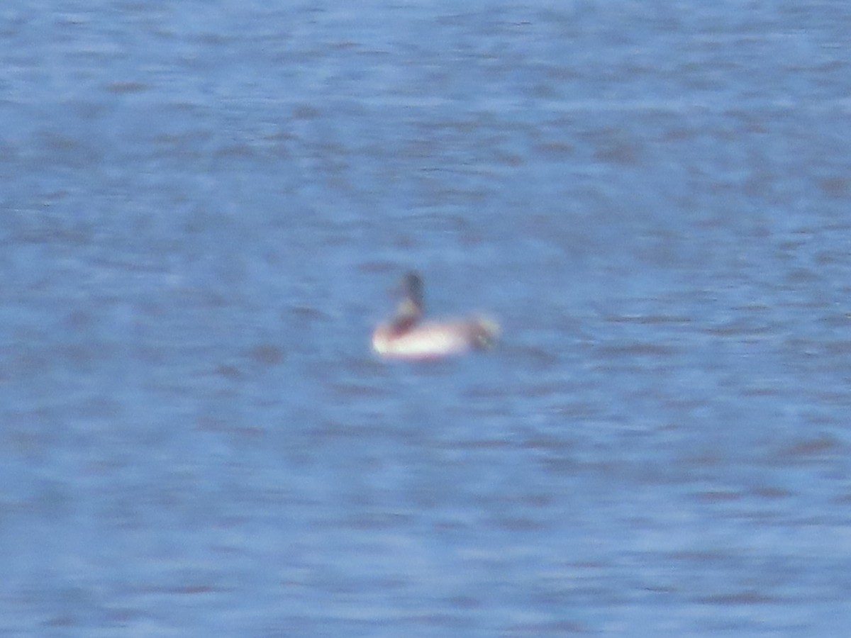 Great Grebe - ML640626997