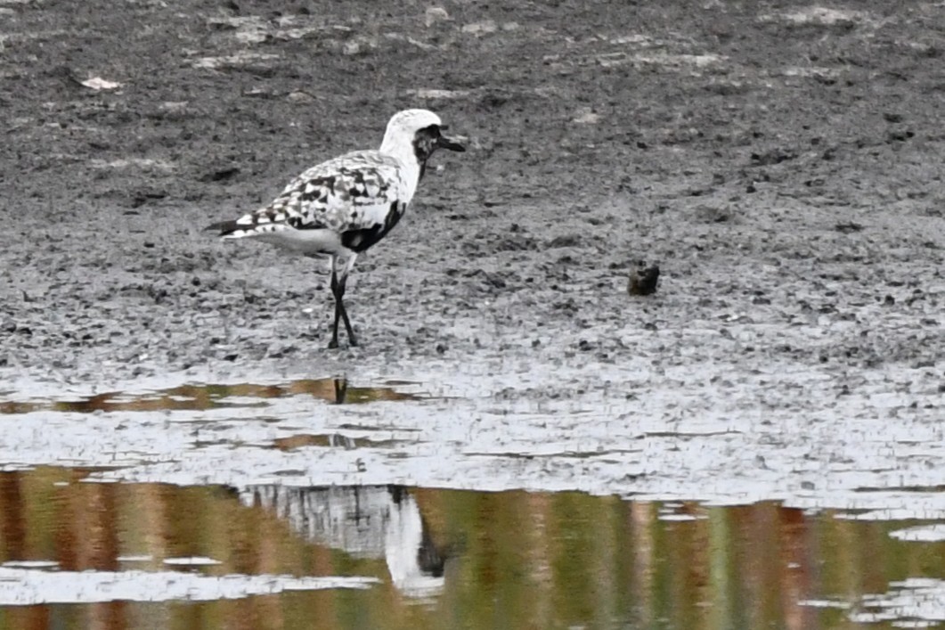 Буурал сүвээ цагаан - ML640627010