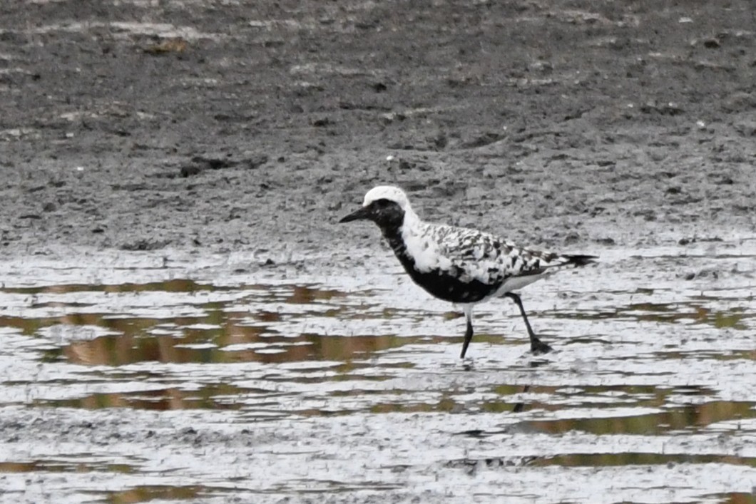 Буурал сүвээ цагаан - ML640627011