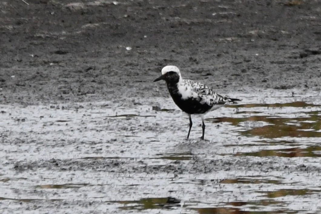 Буурал сүвээ цагаан - ML640627012