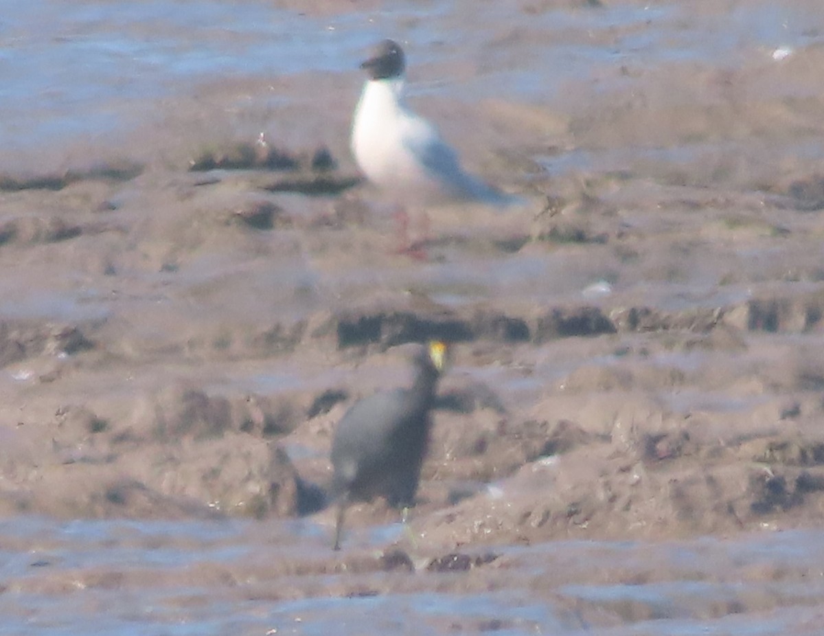 White-winged Coot - ML640627031