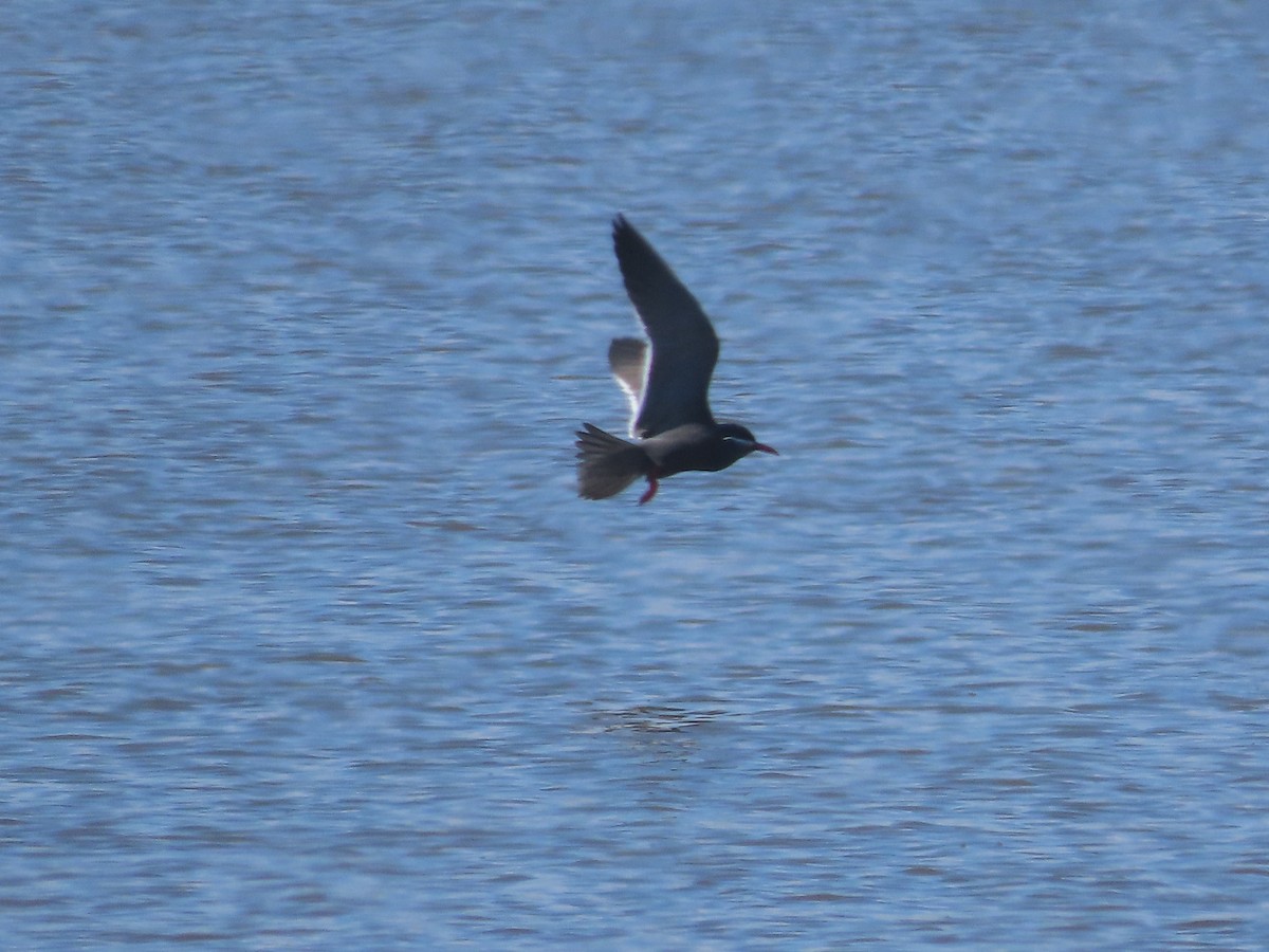 Inca Tern - ML640627055