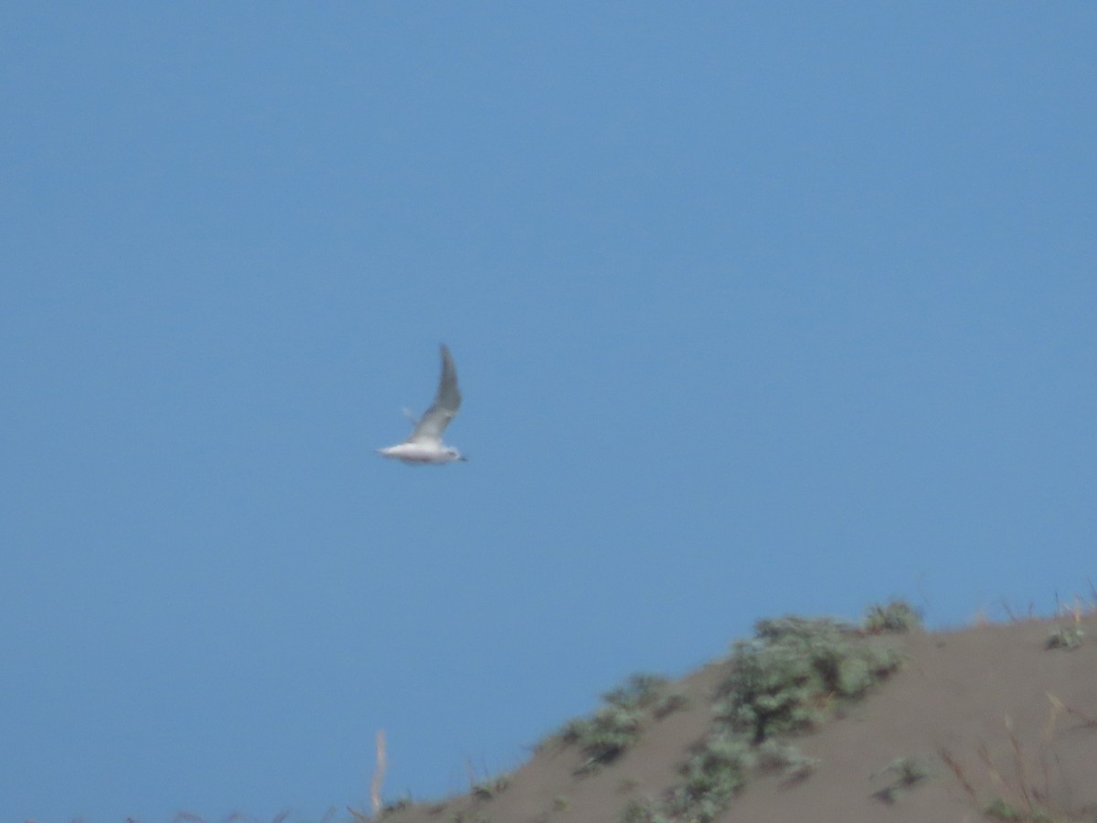 Snowy-crowned Tern - ML640627068