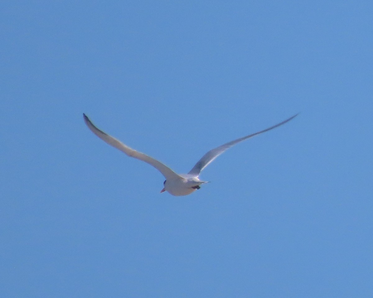 Elegant Tern - ML640627074