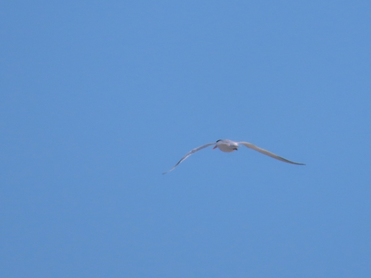 Elegant Tern - ML640627075