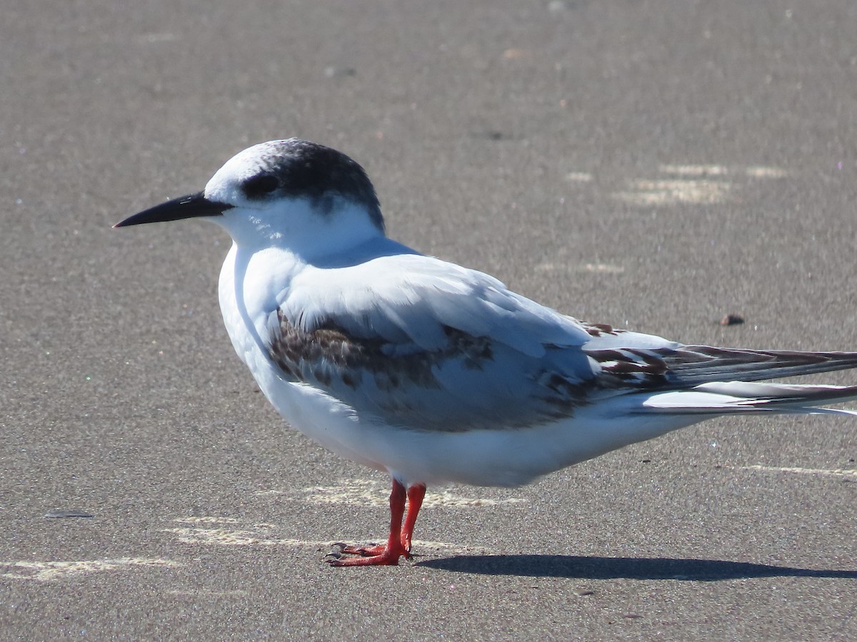 South American Tern - ML640627117