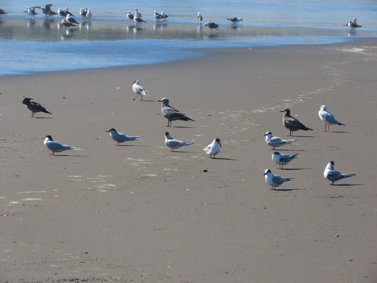 South American Tern - ML640627118