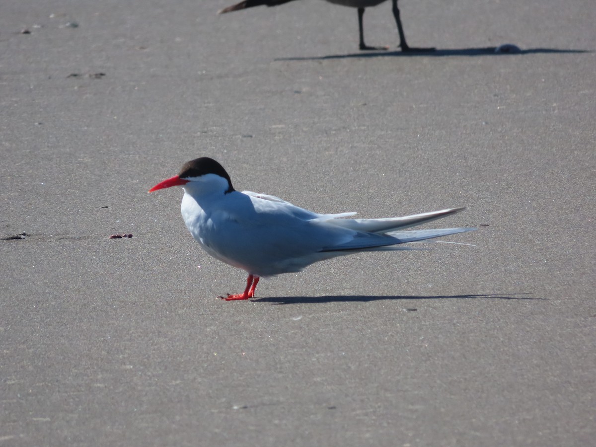 South American Tern - ML640627119