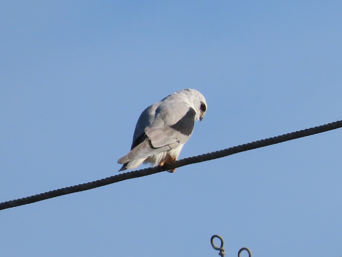 White-tailed Kite - ML640627138