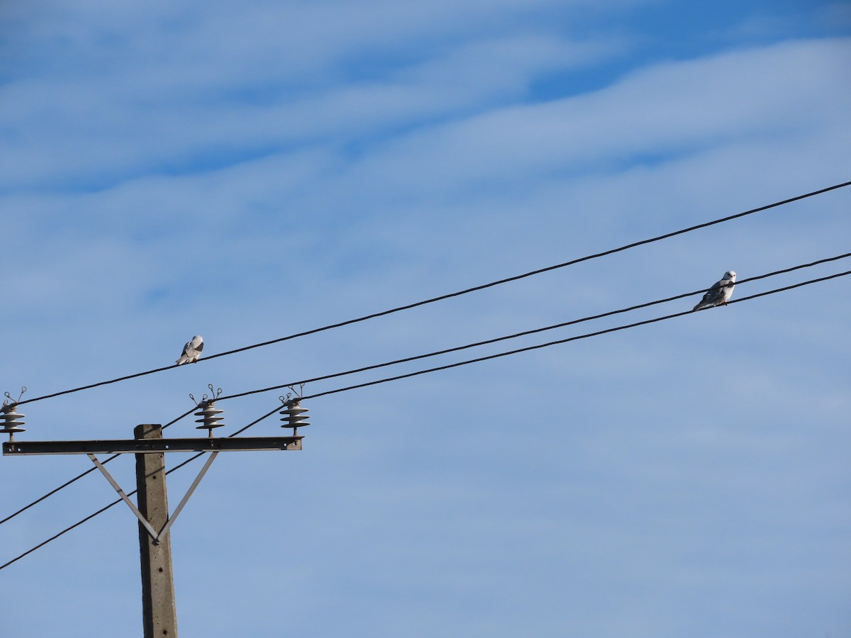 White-tailed Kite - ML640627140