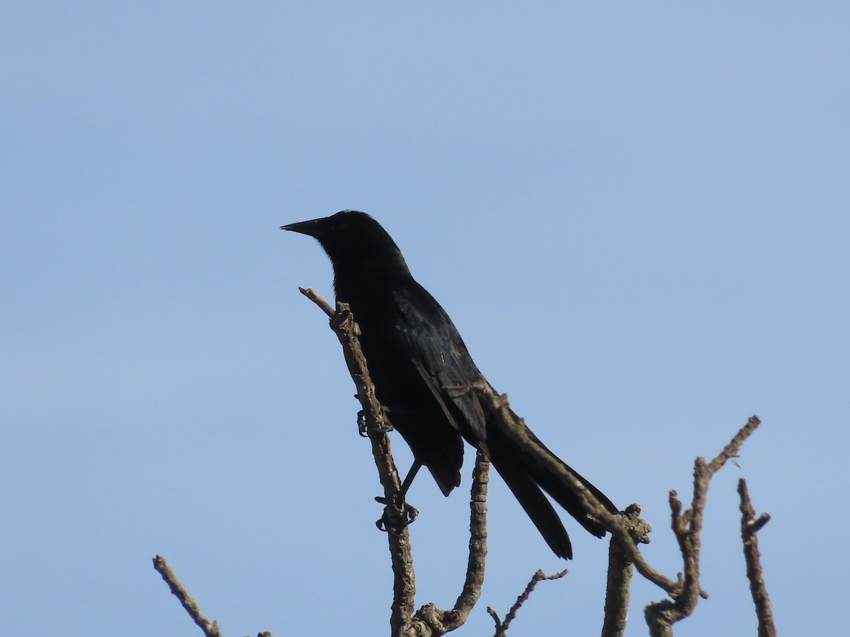 Austral Blackbird - ML640627154