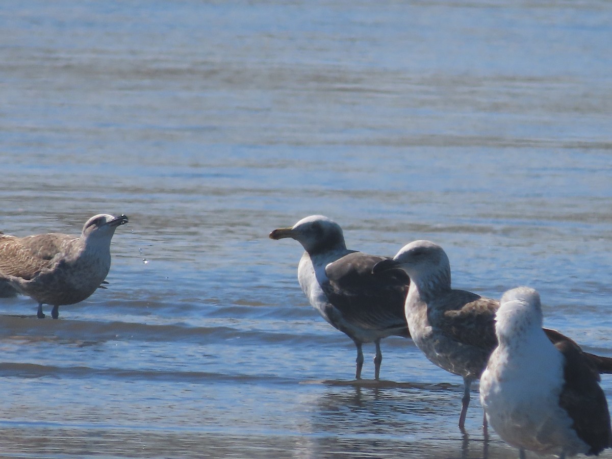 Kelp Gull - ML640627169