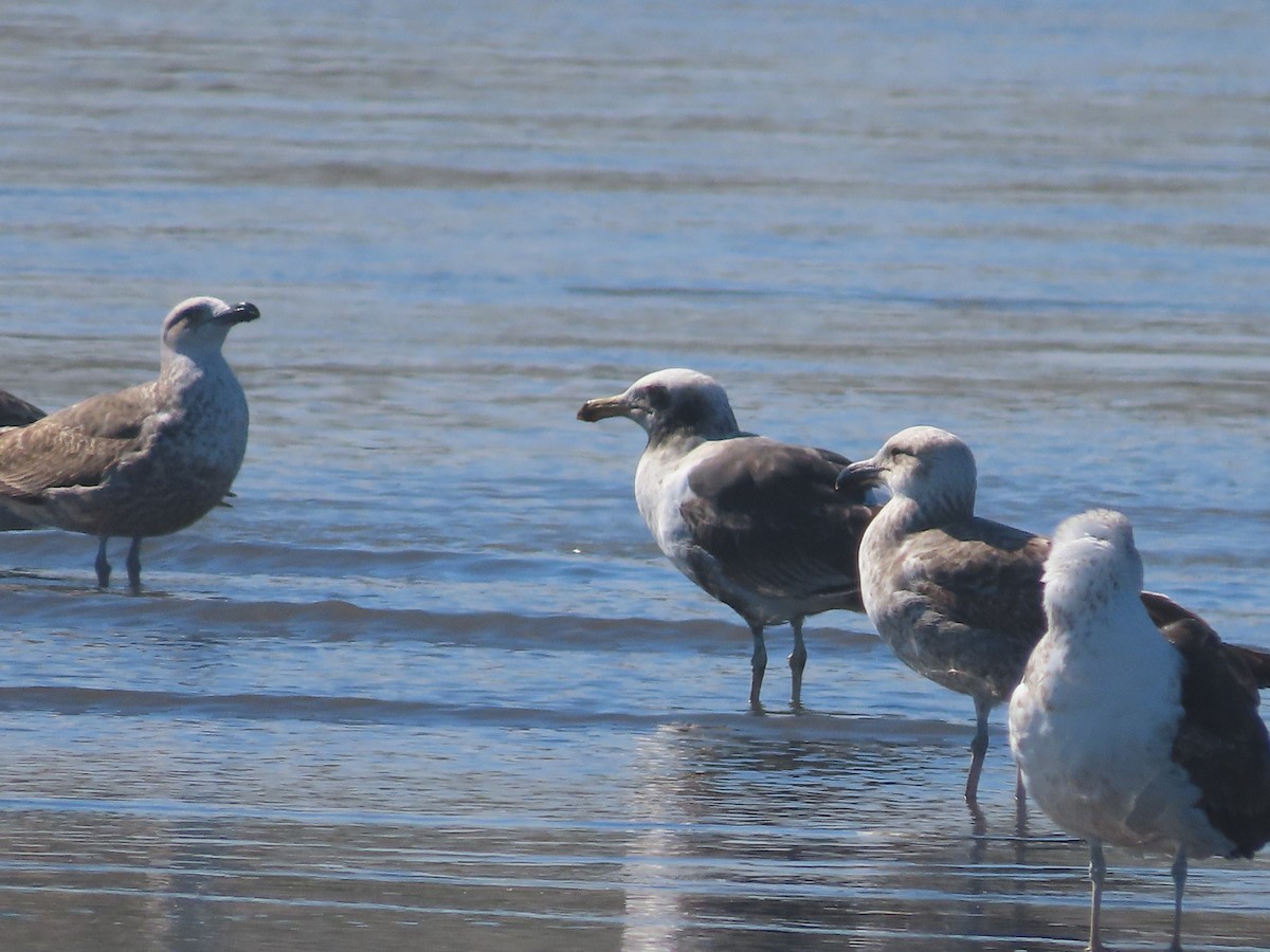 Kelp Gull - ML640627170