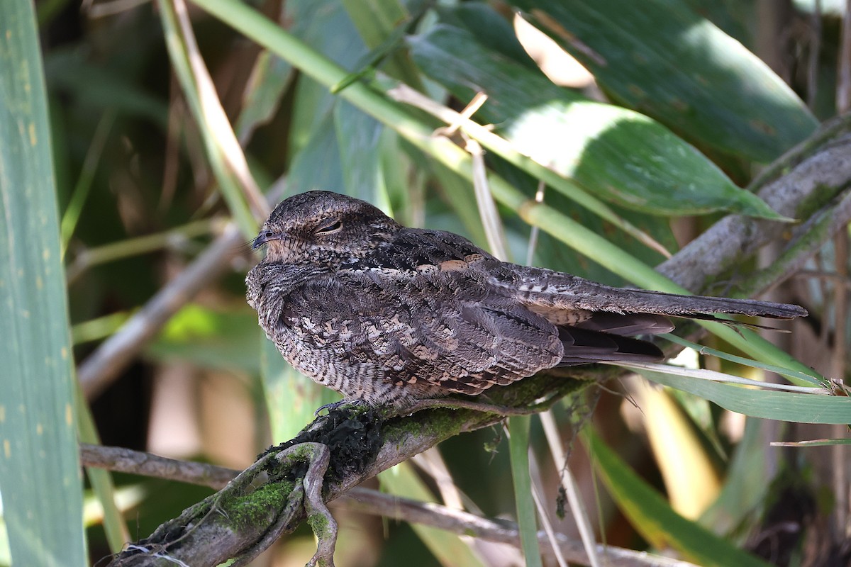 Ladder-tailed Nightjar - ML640627180