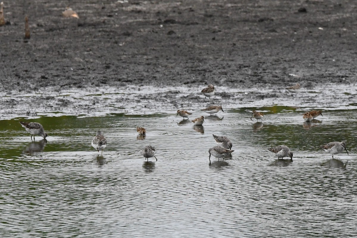 Stilt Sandpiper - ML640627213