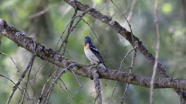 Lazuli Bunting - ML640627244