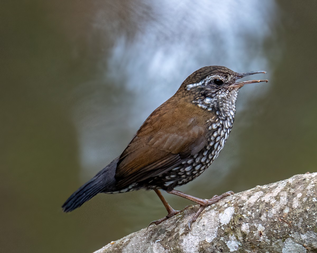 Sharp-tailed Streamcreeper - ML640627295
