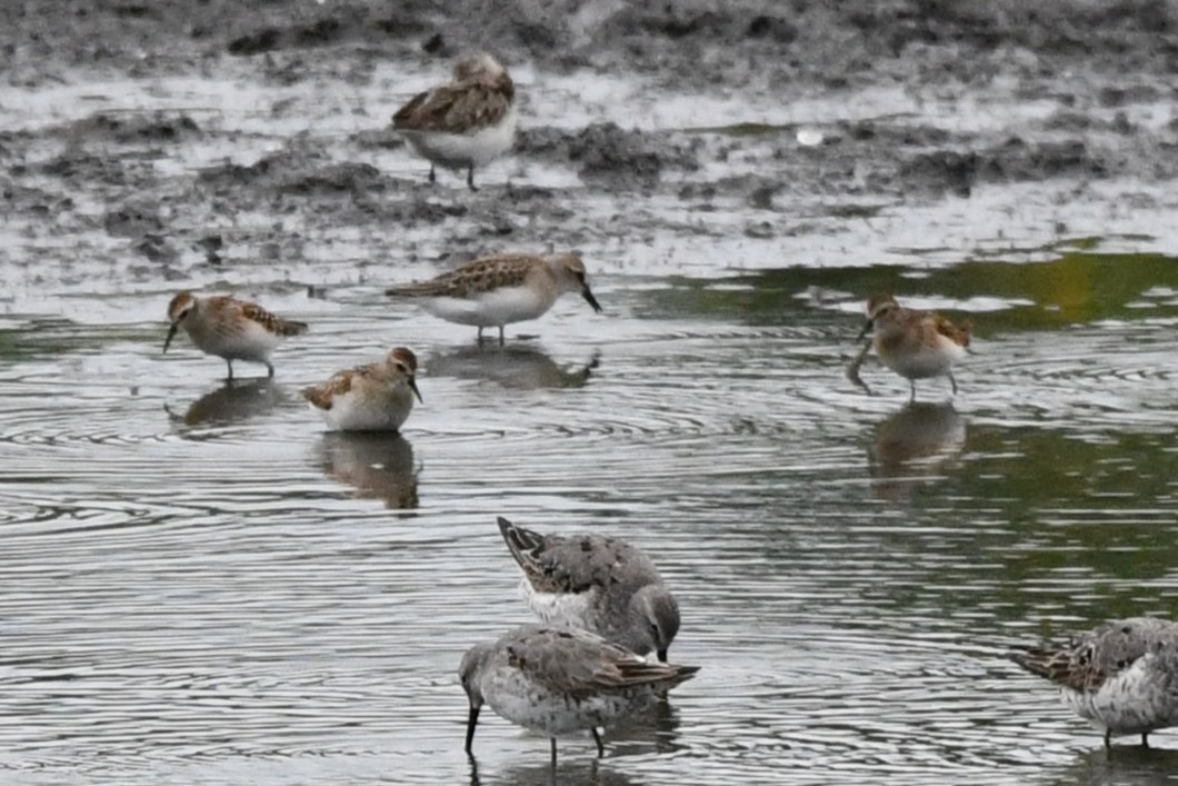 Semipalmated Sandpiper - ML640627296