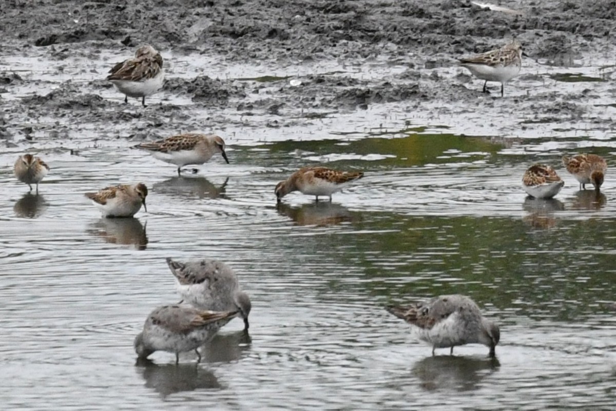Semipalmated Sandpiper - ML640627297