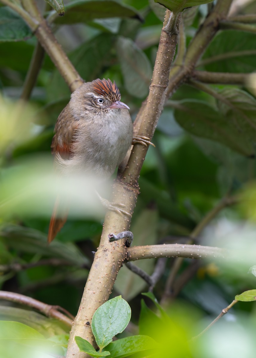 Streak-capped Spinetail - ML640627298