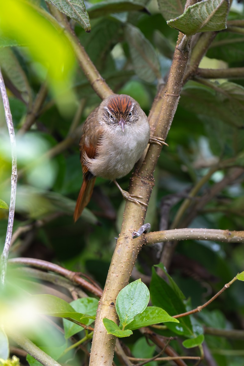 Streak-capped Spinetail - ML640627299