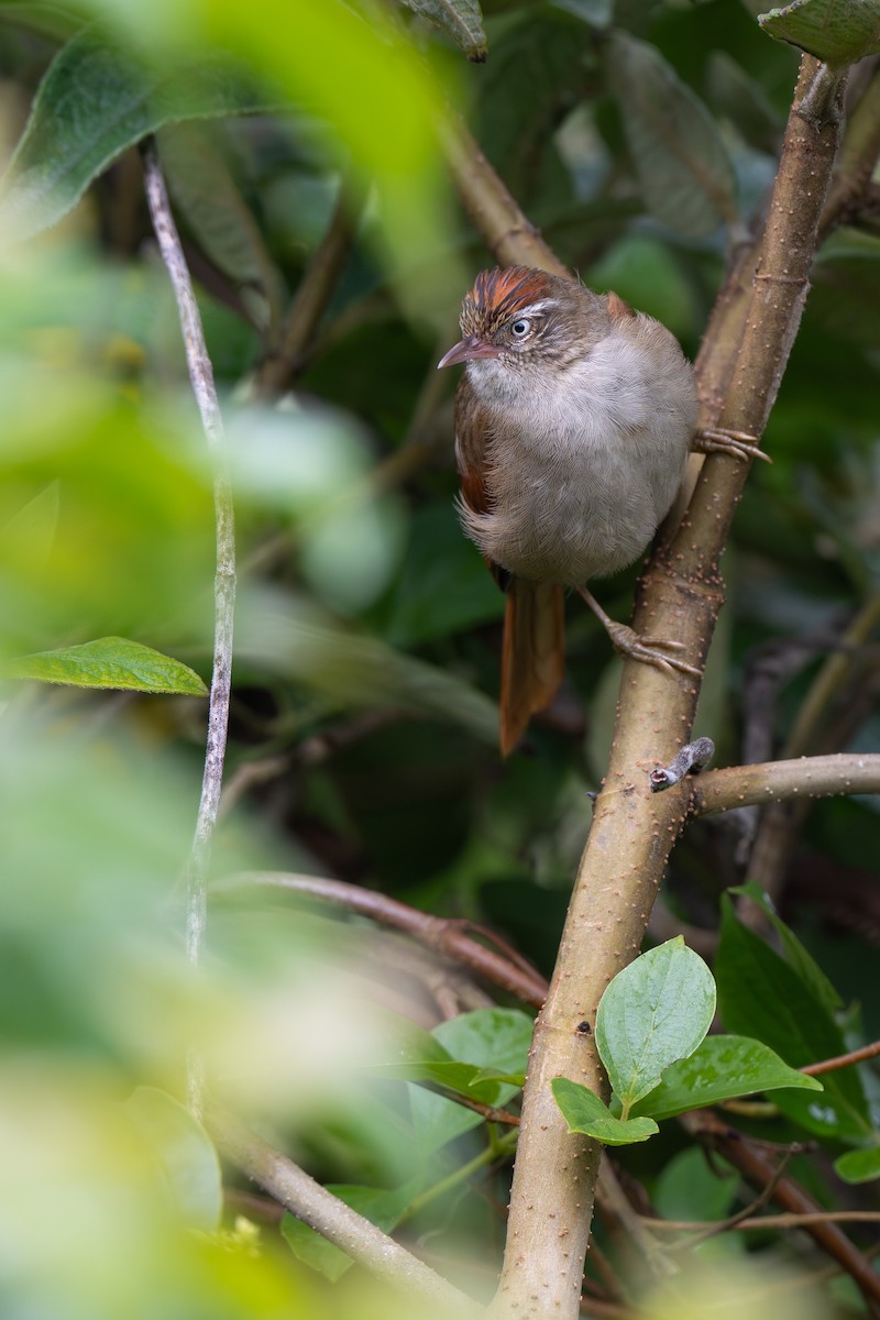 Streak-capped Spinetail - ML640627300