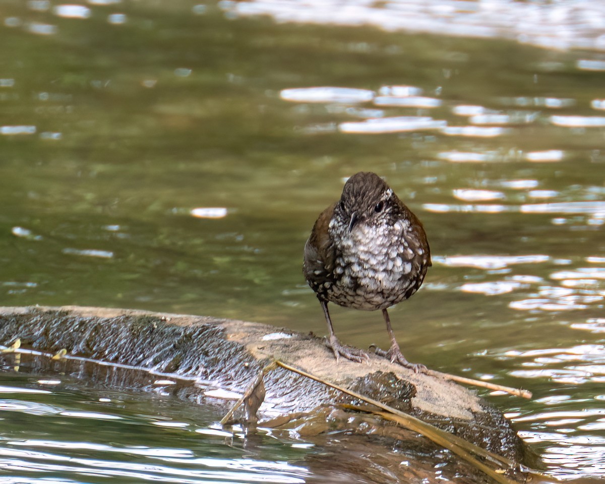 Sharp-tailed Streamcreeper - ML640627325