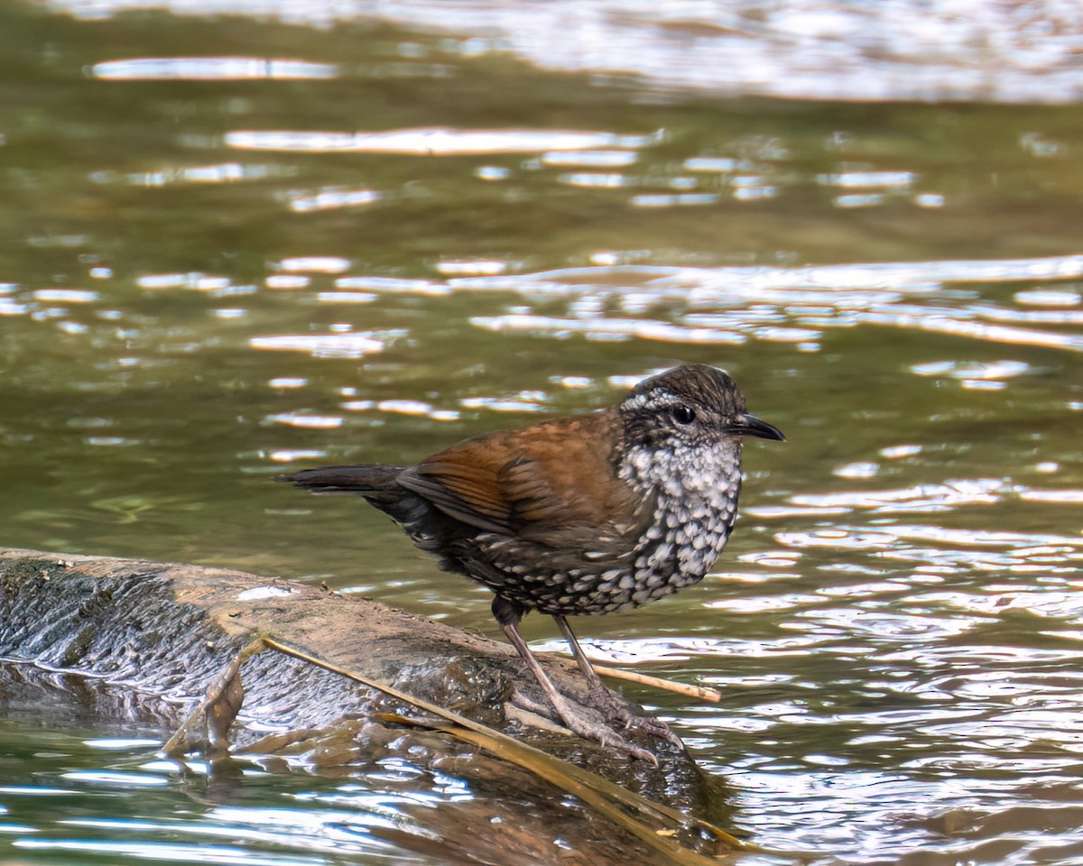 Sharp-tailed Streamcreeper - ML640627326