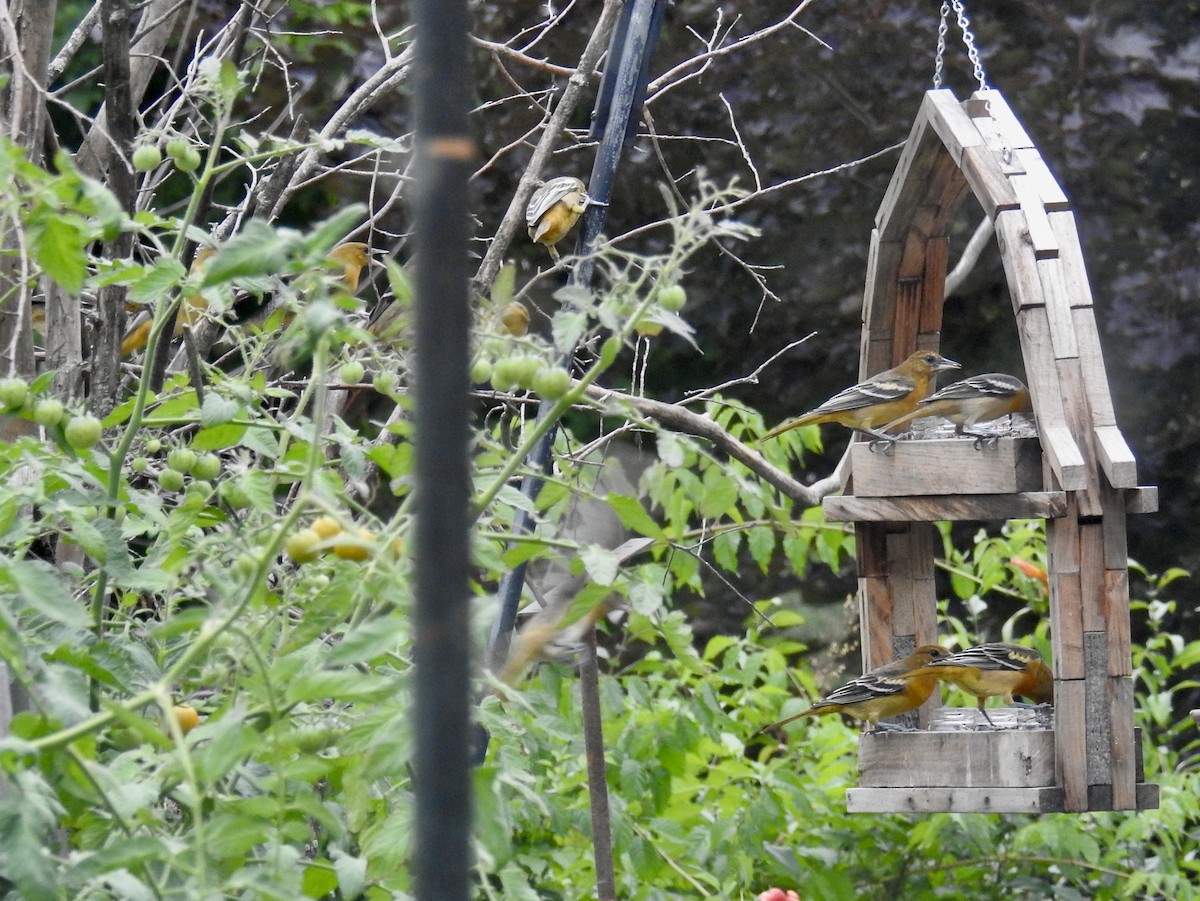 Baltimore Oriole - ML640627327