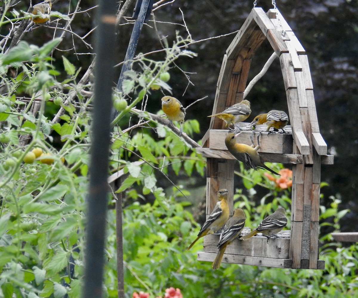 Baltimore Oriole - ML640627328