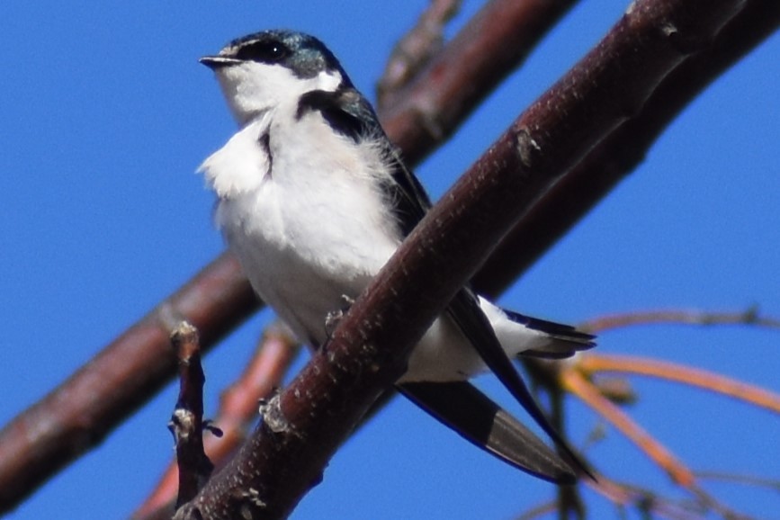 White-rumped Swallow - ML640627439