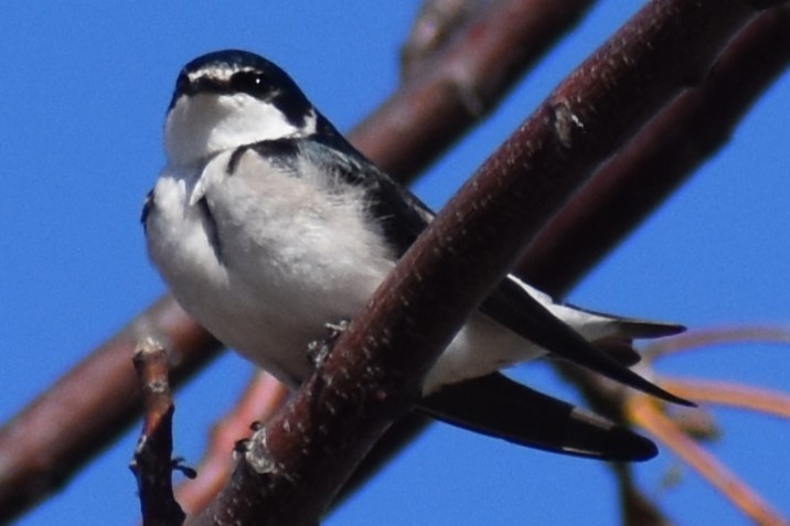White-rumped Swallow - ML640627442
