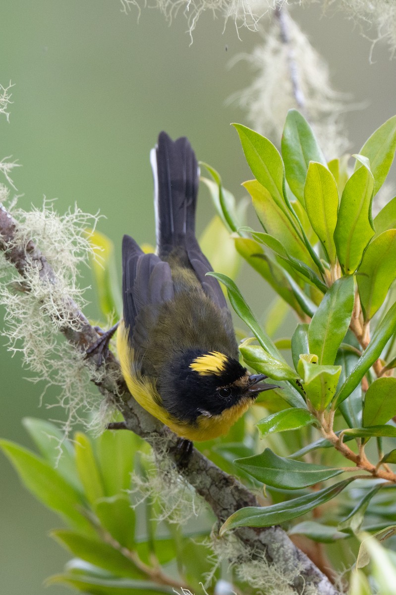 Yellow-crowned Redstart - ML640627454