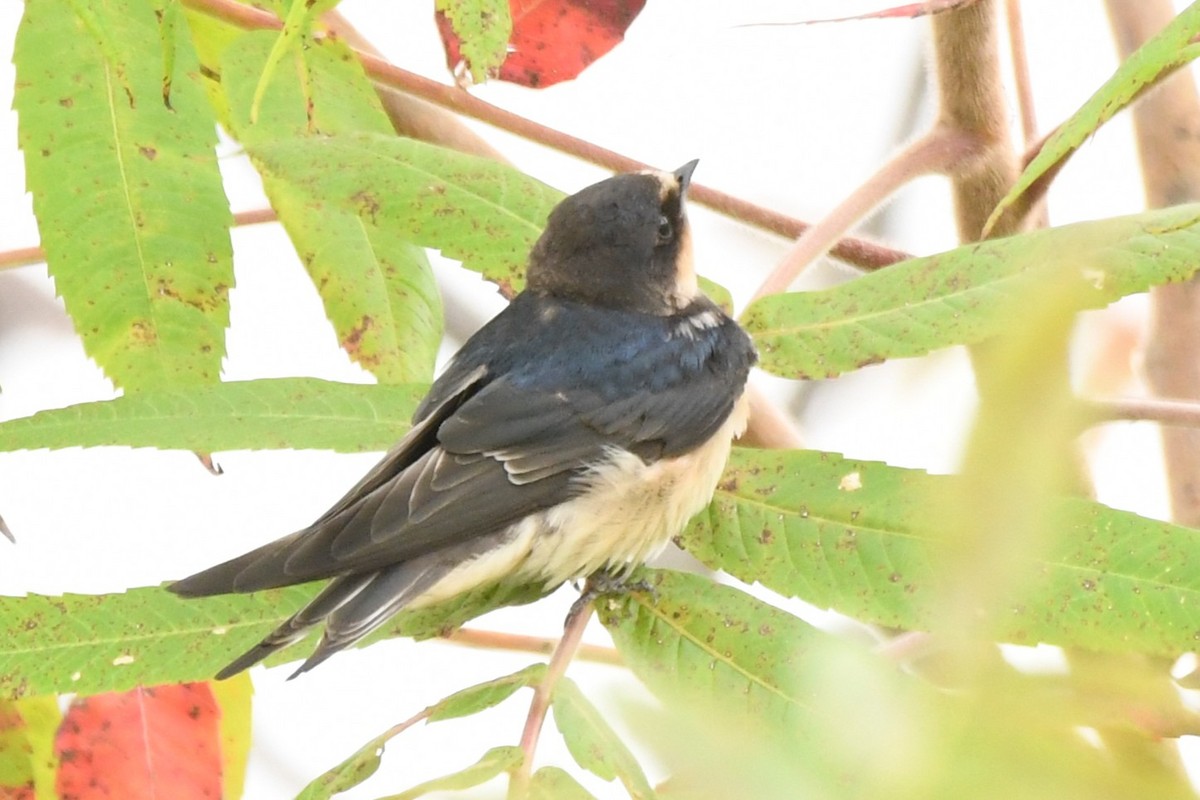 Асрын хараацай - ML640627461