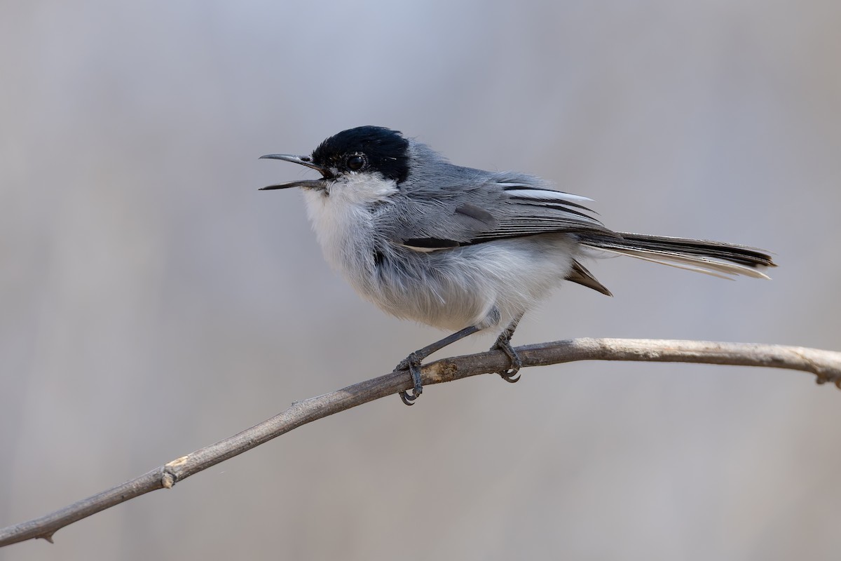 White-lored Gnatcatcher - ML640627464