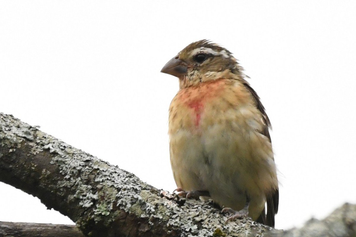 Rose-breasted Grosbeak - ML640627485