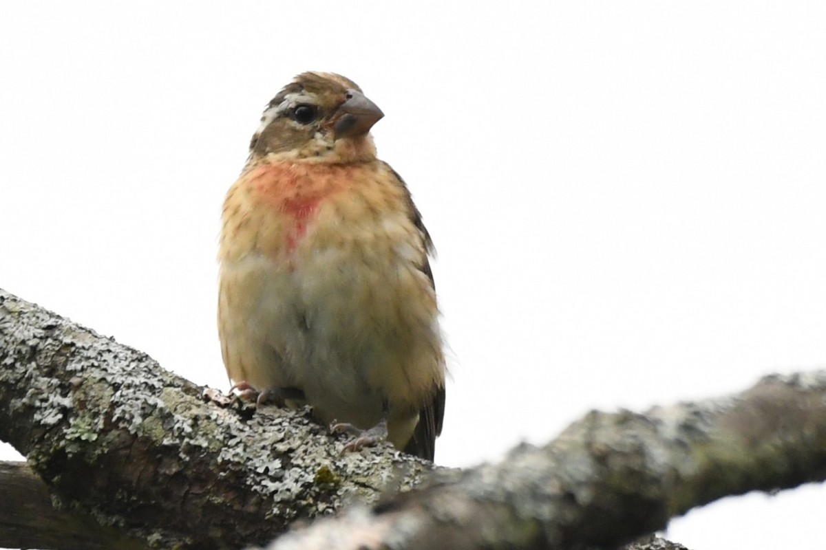 Rose-breasted Grosbeak - ML640627486
