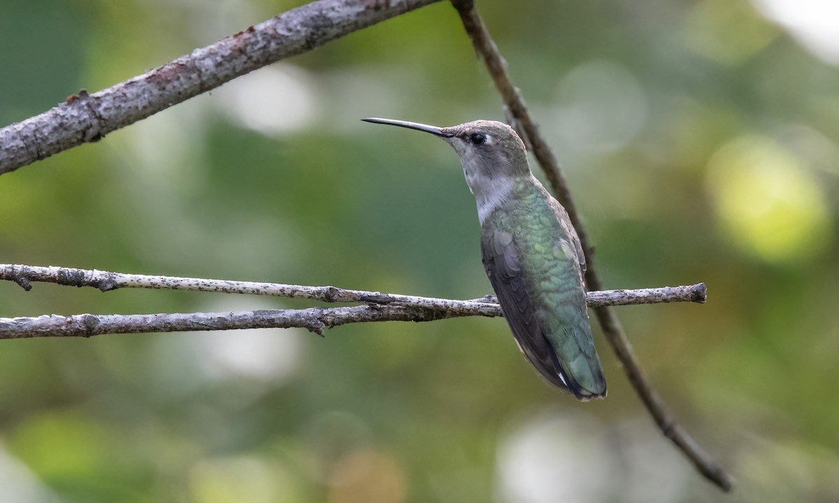 Black-chinned Hummingbird - ML640627523
