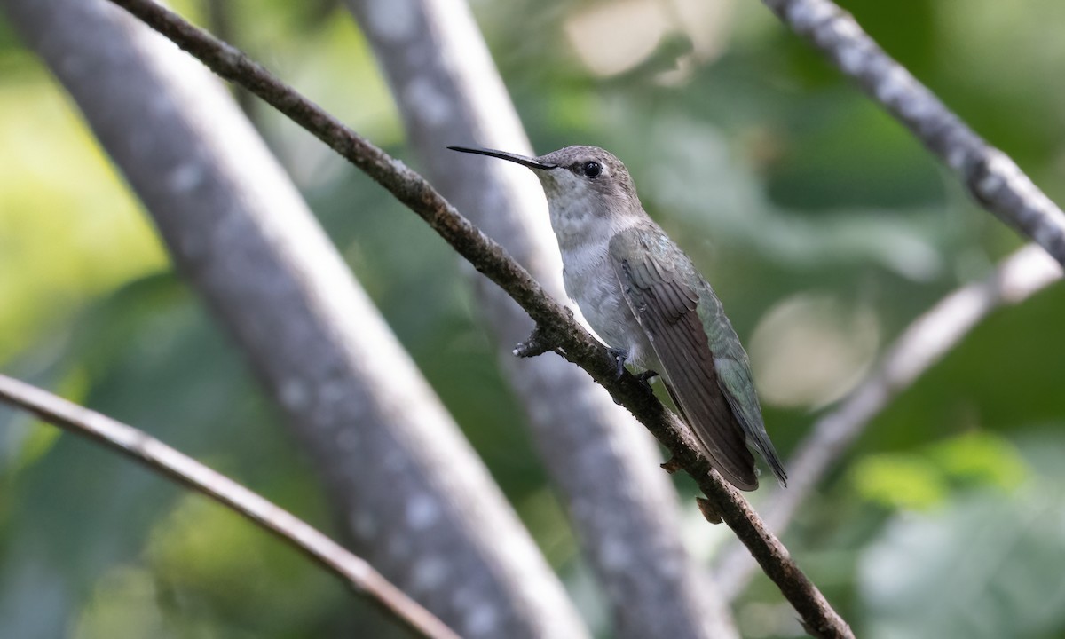 Black-chinned Hummingbird - ML640627524